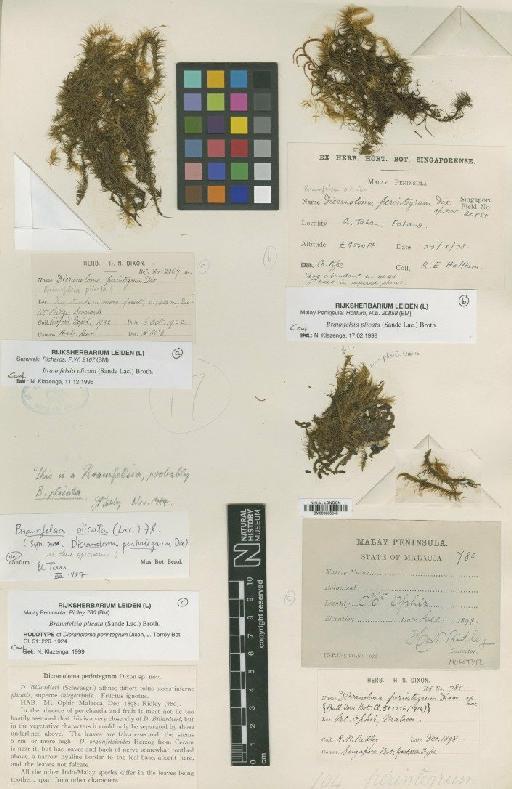 Braunfelsia plicata (Sande Lac.) Broth. - BM000965845_a