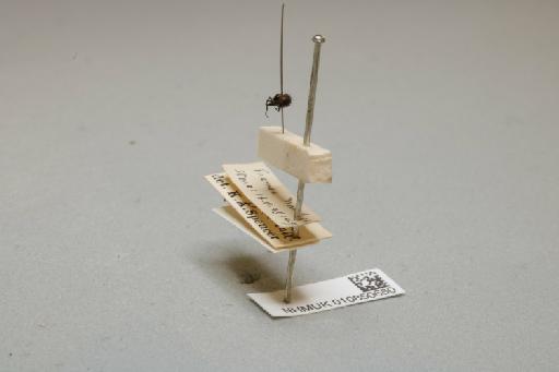 Agromyza ambigua Fallén, 1823 - 010850680_additional_2