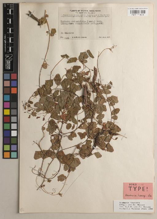 Dunbaria truncata (Miq.) Maesen - BM013713584
