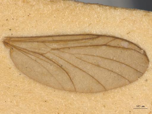 Urytalpa macrocera (Edwards, 1913) - Urytalpa_macrocera-ST_BMNH236756-wing1.jpg