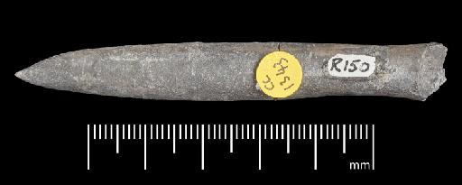 Simpsonibelus expansus (Simpson) - PI CC 1343 - belemnite