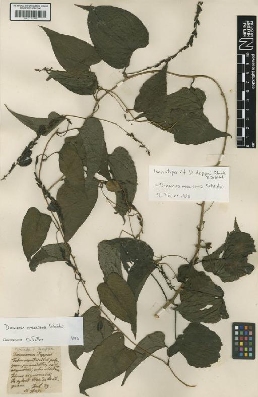 Dioscorea mexicana Scheidw. - BM001191066