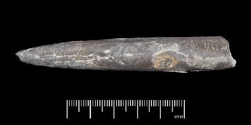 Acrocoelites (Odontobelus) tricissus (Janensch) - PI CC  932 - belemnite