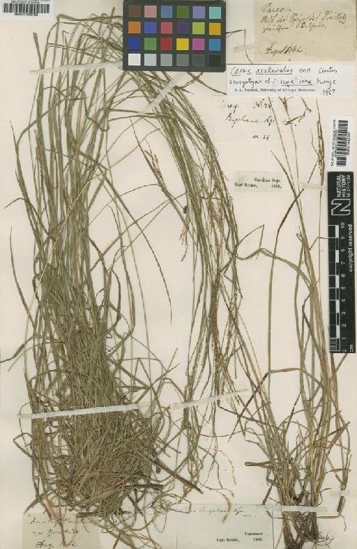 Carex aestivalis M.A.Curtis ex A.Gray - BM001042087