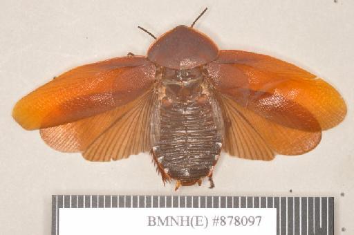 Panchlora tenebrosa Walker, 1868 - Panchlora tenebrosa Walker, F, 1868, male, lectotype, dorsal. Photographer: Heidi Hopkins. BMNH(E)#878097