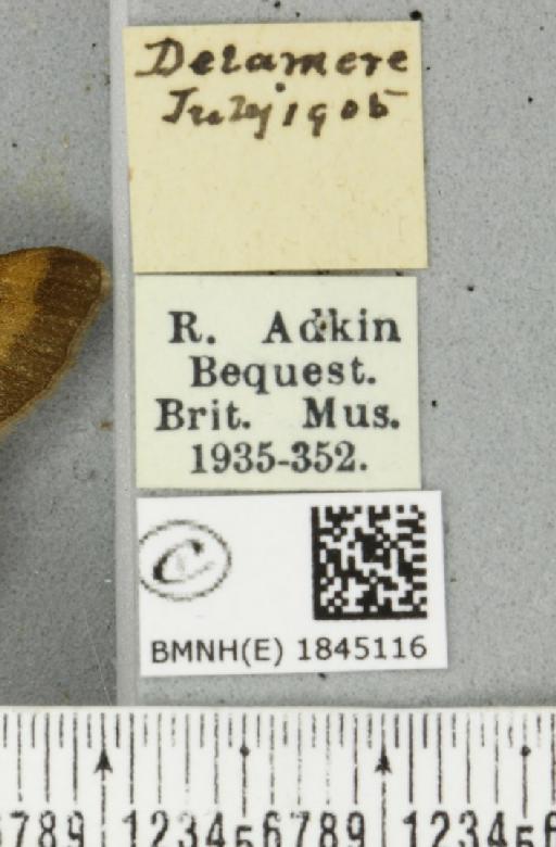 Macaria liturata ab. nigrofulvata Collins, 1905 - BMNHE_1845116_label_421550