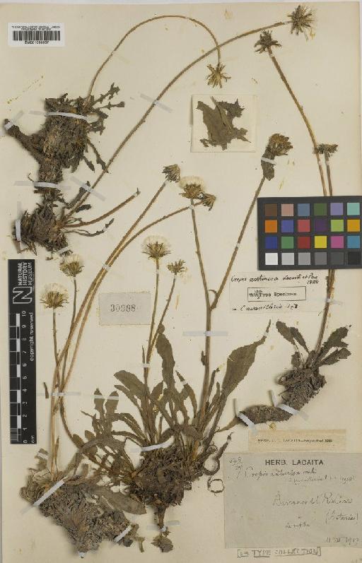 Crepis albida subsp. asturica Babc. - BM001050567