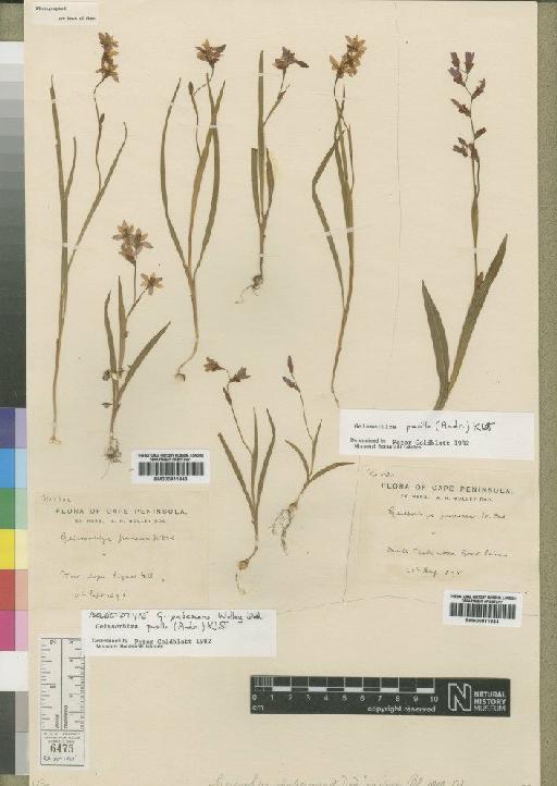 Geissorhiza pusilla (Andrews) Klatt - BM000911943