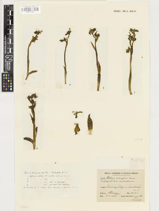Ophrys sphegodes Mill. - BM001110929