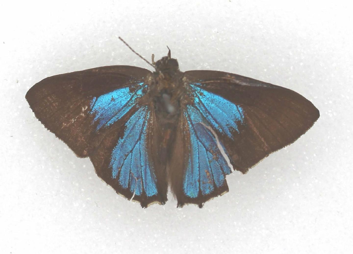 Hypochrysops narcissus thumbnail