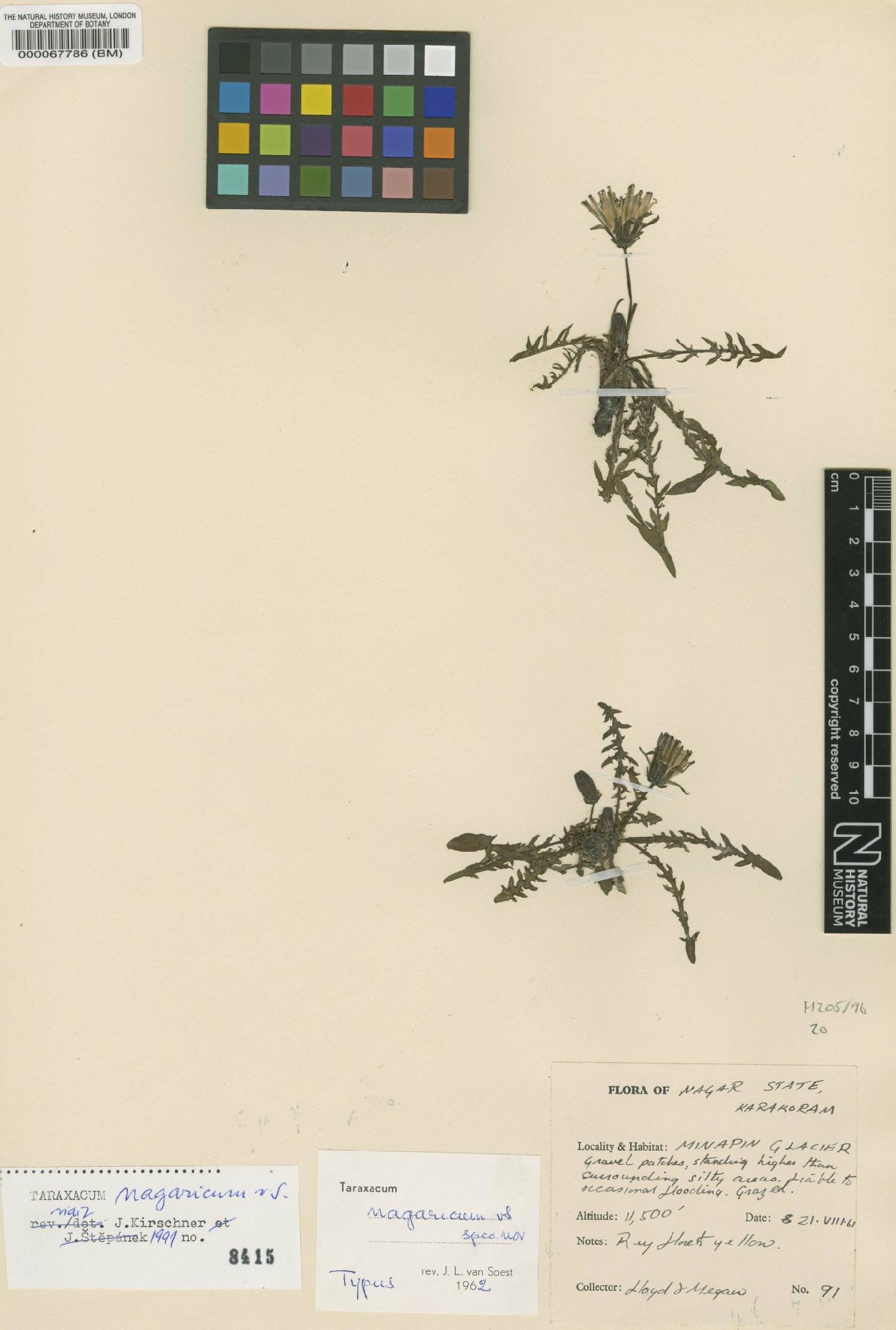To NHMUK collection (Taraxacum nagaricum Soest; Type; NHMUK:ecatalogue:481658)