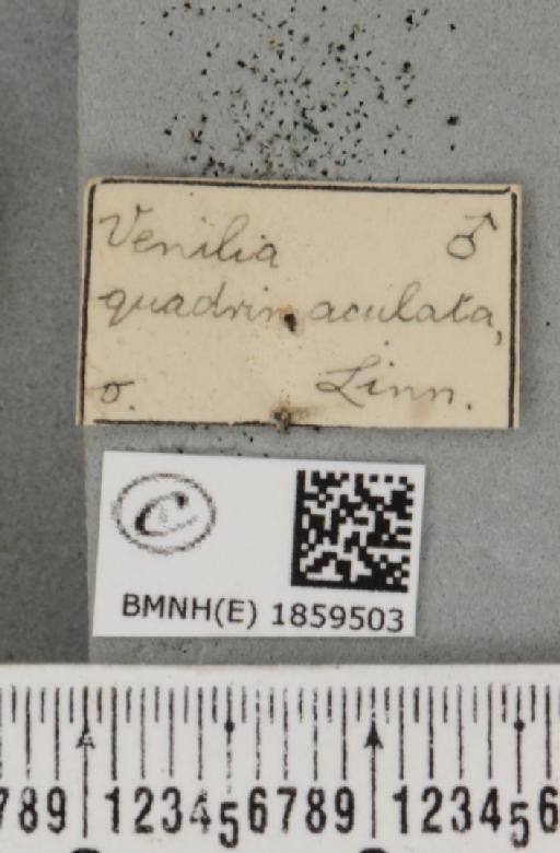 Pseudopanthera macularia ab. quadrimaculata Hatchett, 1807 - BMNHE_1859503_label_430064