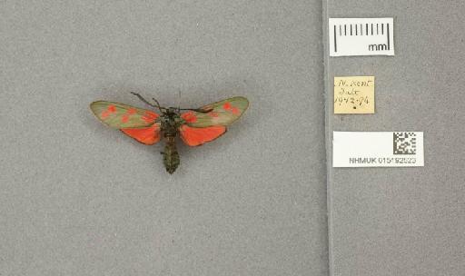 Zygaena (Zygaena) filipendulae stephensi Dupont, 1900 - 015192523_775459_1085133