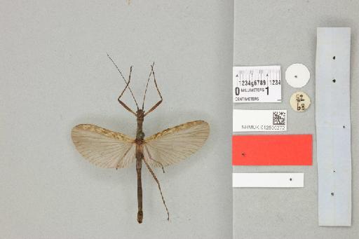 Abrosoma nebulosum (Westwood, 1859) - 012500272_reverse