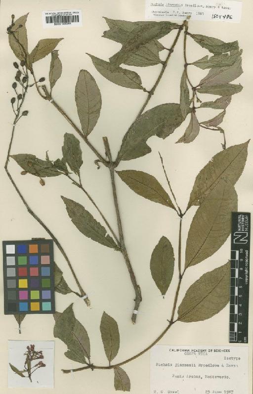 Fuchsia jimenezii Breedlove, P.E.Berry & Raven - BM001008344