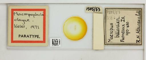 Macropophila clayae Keler, 1971 - 010648721_816385_1430406