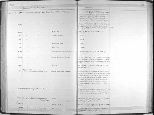 Rhynchonerella bongraini (Graviel) - Zoology Accessions Register: Annelida: 1936 - 1970: page 155