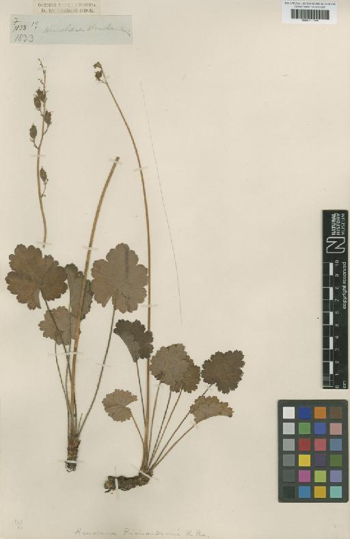 Heuchera richardsonii R.Br. - BM001217006