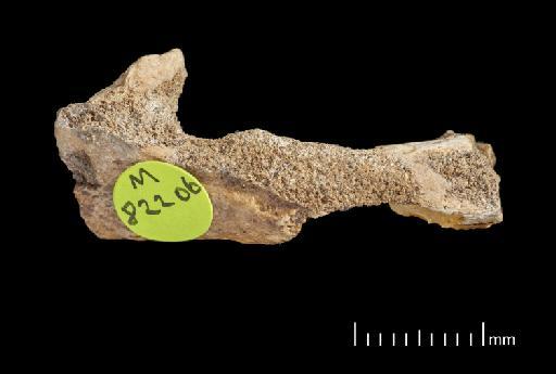 Scelidotherium leptocephalum Owen, 1840 - NHMUK PV M 82206 Boxed Fragment G4.tif