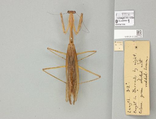 Tenodera aridifolia (Stoll, 1813) - 012500114_71142_89391