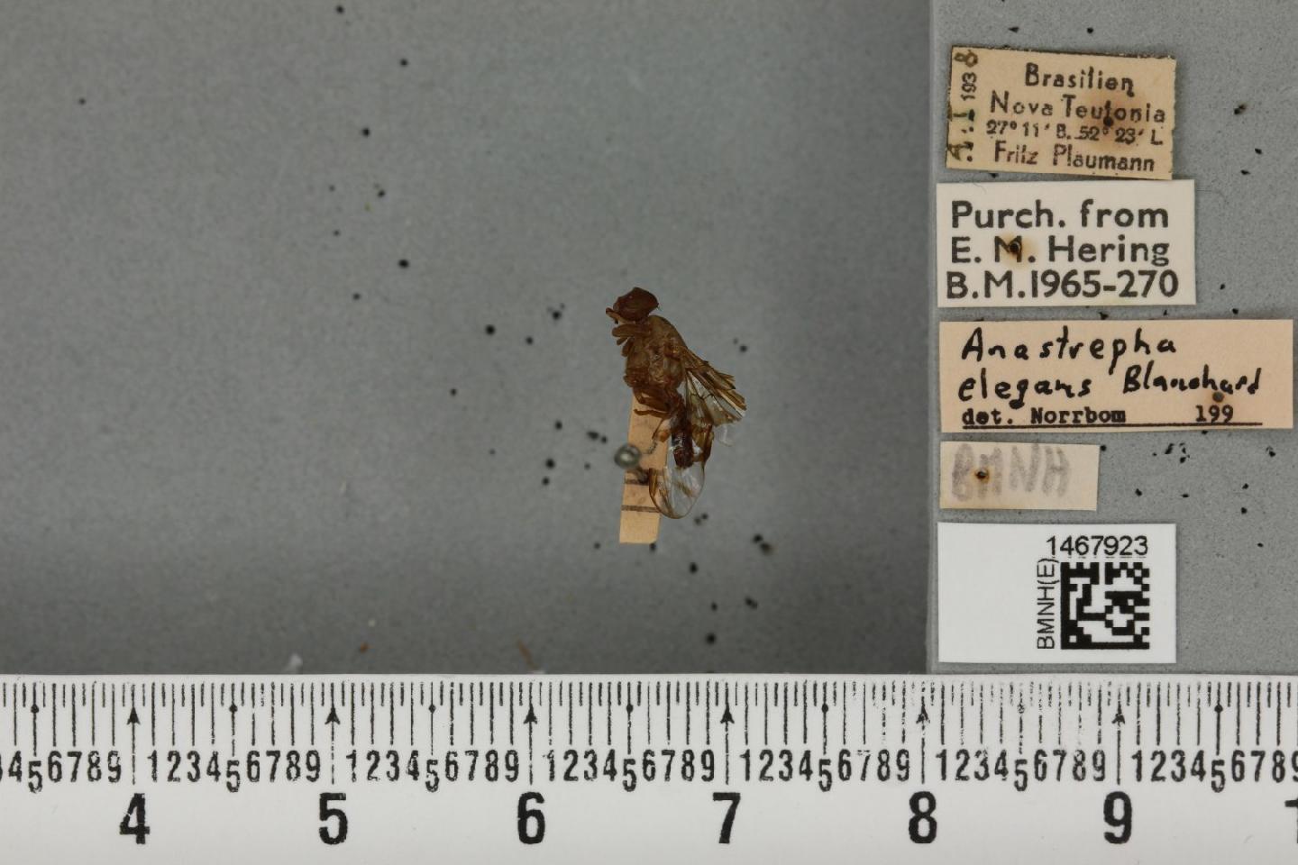 Anastrepha elegans