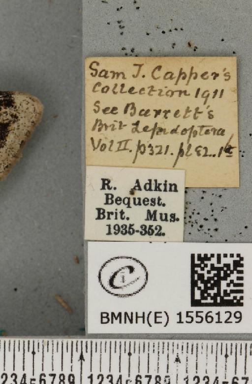 Dicallomera fascelina ab. nigrofusa Cockayne, 1951 - BMNHE_1556129_label_255960