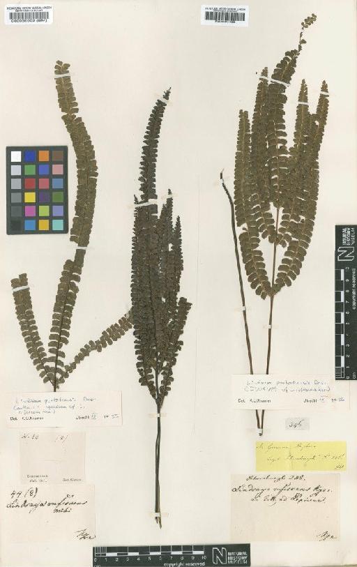 Lindsaea portoricensis Desv. - BM000937658