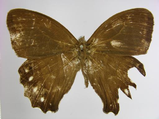 Taygetis albinotata Butler, 1867 - BMNH(E)_1267105_Parataygetis_(Taygetis)_albinotata_Butler_T_male_ (2)