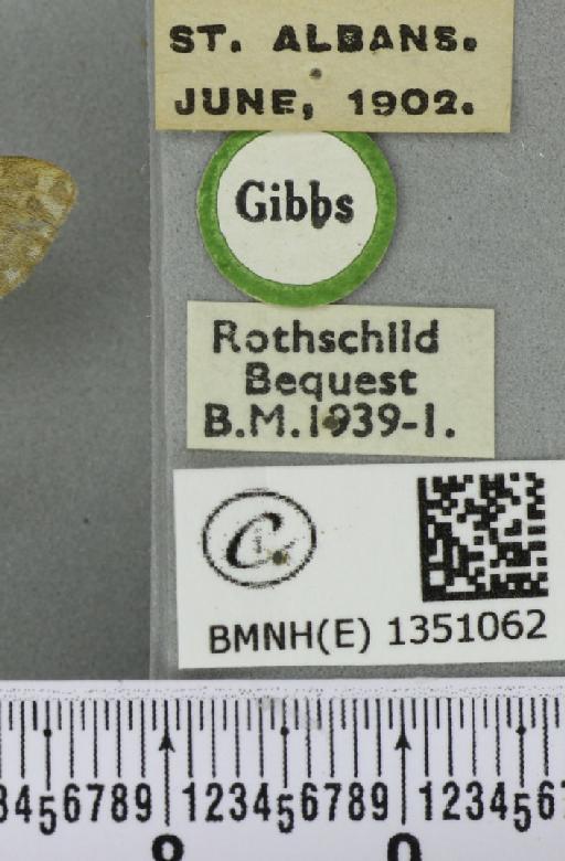 Korscheltellus lupulina ab. albomarginata Cockayne, 1955 - BMNHE_1351062_label_186159