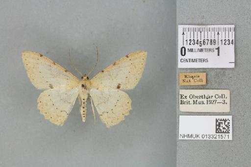 Luxiaria tephrosaria tephrosaria (Moore, 1868) - 013321571_816062_1401734