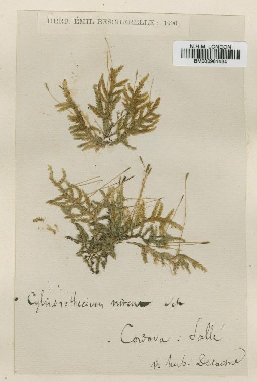 Entodon macropodus (Hedw.) Müll.Hal. - BM000961434