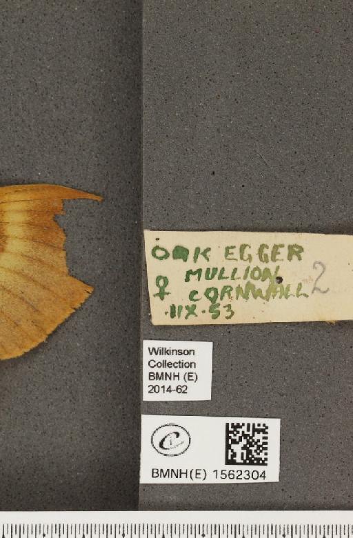 Lasiocampa quercus quercus (Linnaeus, 1758) - BMNHE_1562304_label_240001