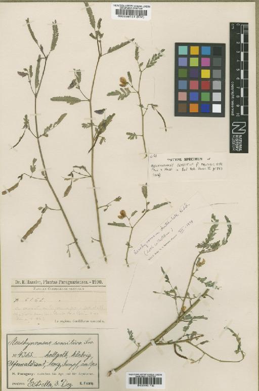 Aeschynomene denticulata Rudd - BM000538151