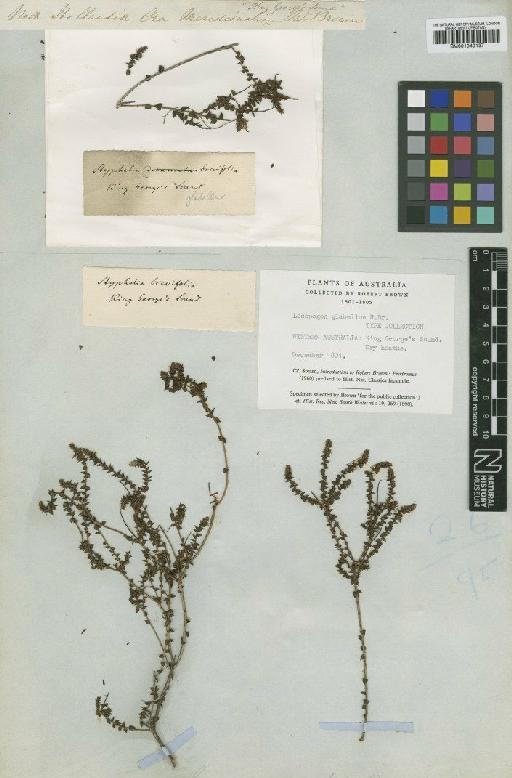 Leucopogon glabellus R.Br. - BM001040137