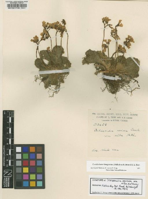 Corallodiscus lanuginosus (Wall. ex R.Br.) B.L.Burtt - BM000041720