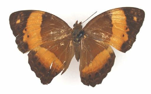 Cupha prosope Fabricius - Papilio prosope Fabricius type 1325641