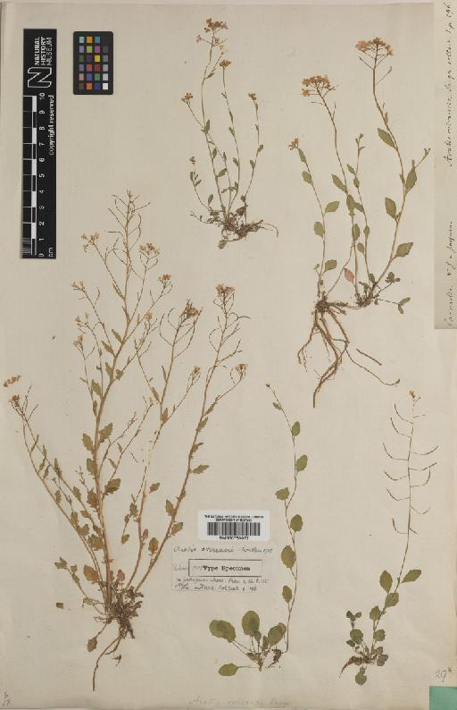 Cardaminopsis halleri subsp. ovirensis Hegi & Em.Schmid - BM000750077