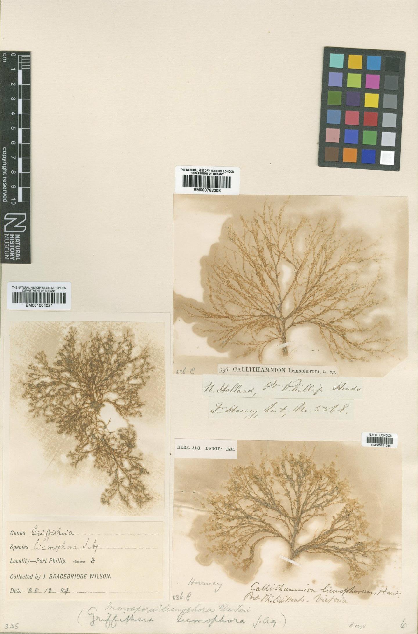 To NHMUK collection (Anotrichium licmophorum (Harv.) Baldock; Syntype; NHMUK:ecatalogue:547237)