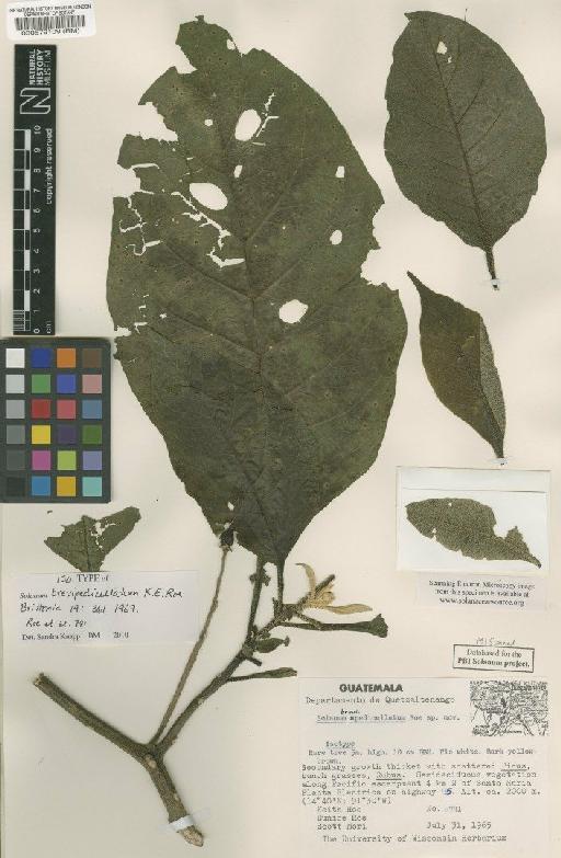 Solanum brevipedicellatum K.E.Roe - BM000579109
