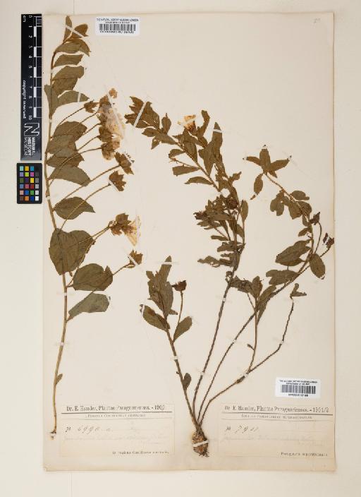 Jacquemontia selloi (Meisn) Hallier f. - 000816144