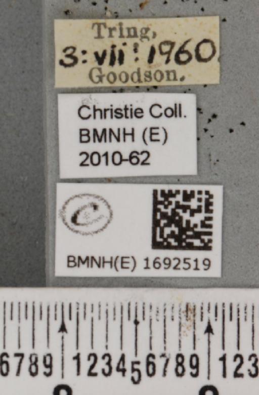 Nola cucullatella (Linnaeus, 1758) - BMNHE_1692519_label_292071