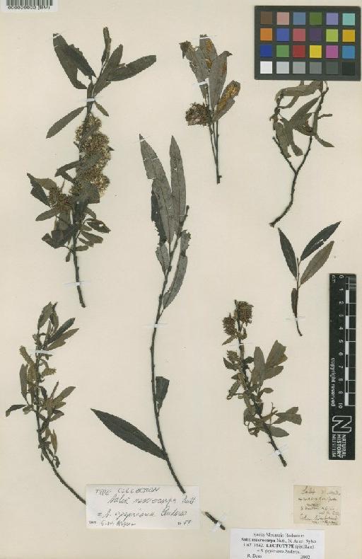 Salix geyeriana Andersson - BM000029002