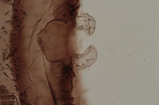 Simulium (Trichodagmia) perplexum species group Orbitale Shelley et al., 1989 - 010195829_Simulium_Trichodagmia_perplexum_ST8