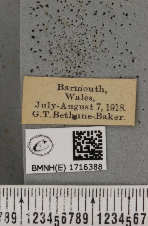 Scopula marginepunctata (Goeze, 1781) - BMNHE_1716388_label_269597