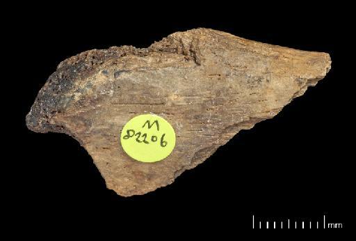 Scelidotherium leptocephalum Owen, 1840 - NHMUK PV M 82206 E (11).tif