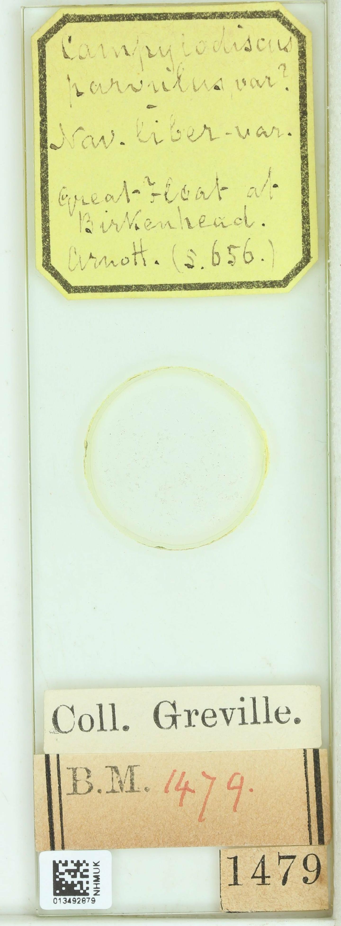 To NHMUK collection (Campylodiscus parvulus W.Sm.; NHMUK:ecatalogue:4733471)