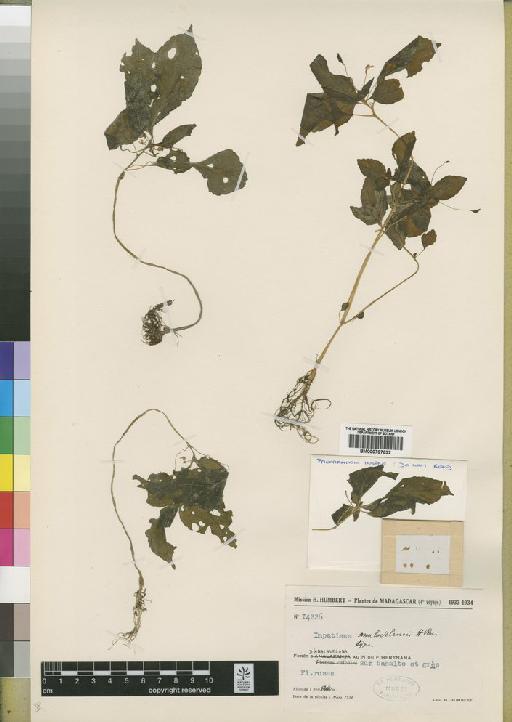 Impatiens analavelensis H.Perrier - BM000797632