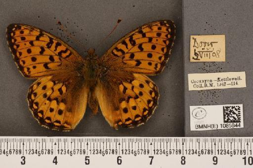 Argynnis aglaja (Linnaeus, 1758) - BMNHE_1085844_54724