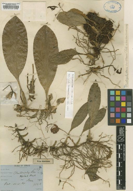 Bulbophyllum inunctum J.J.Sm. - BM000062528