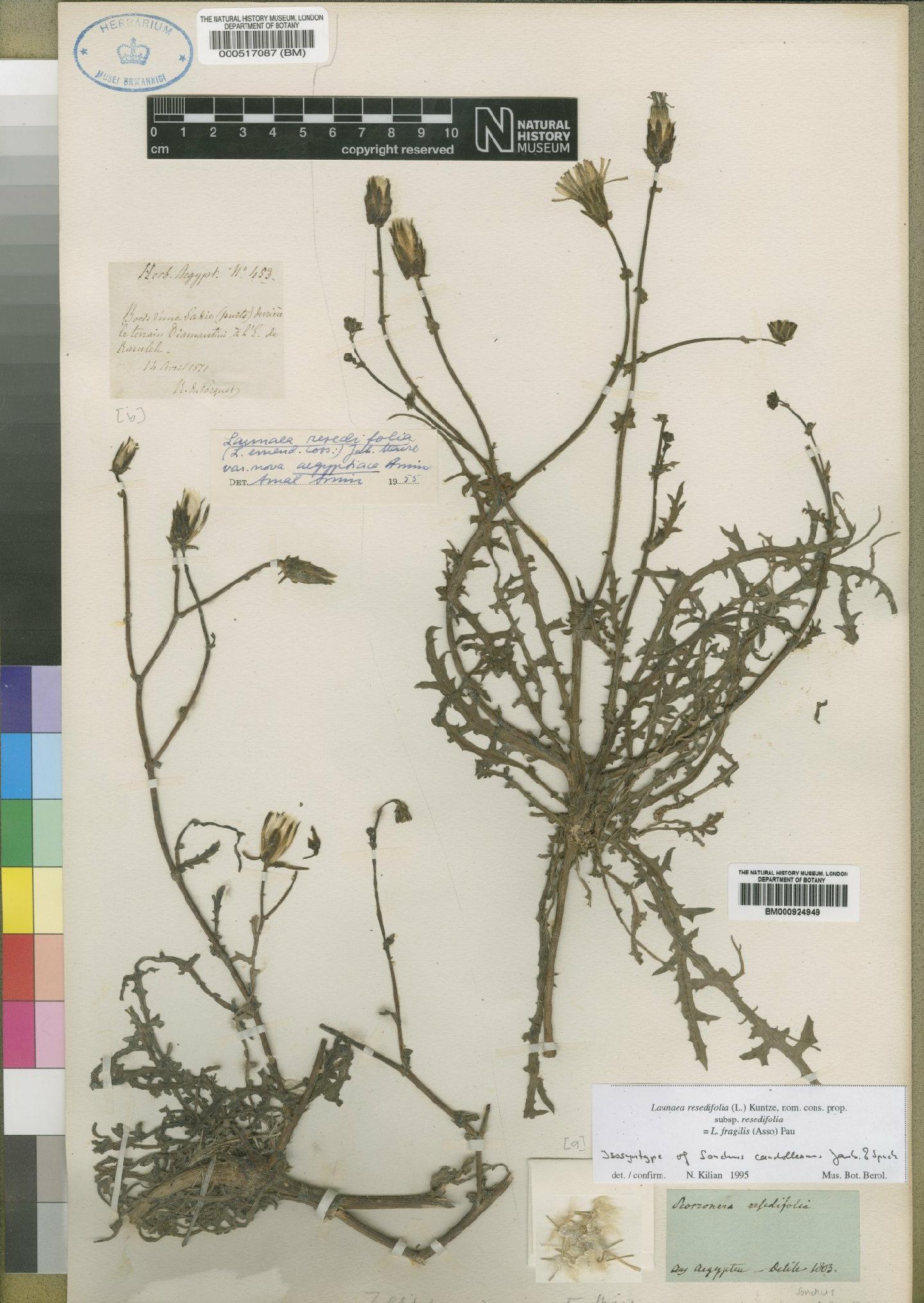 To NHMUK collection (Launaea resedifolia subsp. resedifolia (L.) Kuntze; Isosyntype; NHMUK:ecatalogue:4552983)